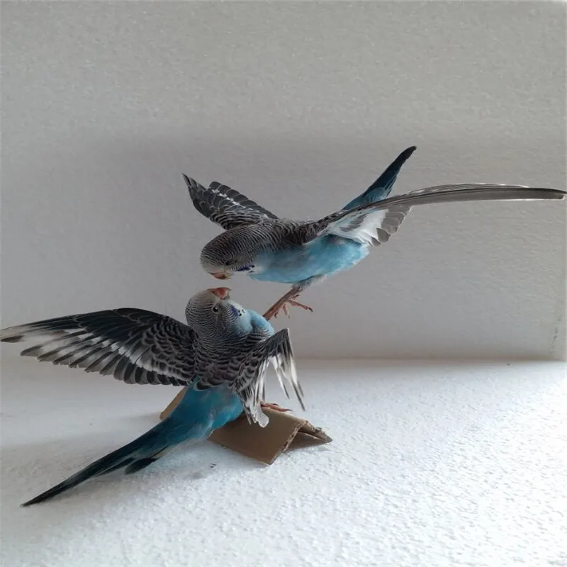 

2PCS Taxidermy stuffing Eurasian Blue colour Melopsittacus undulatus / Budgerigar Budgie Parrot specimen Teaching / Decoration
