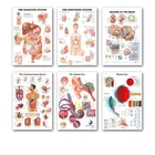 Карта с человеческим телом, плакат с изображением органов, шелковая картина, настенные картины для медицинского обучения, врачей, офисных классов, домашний декор