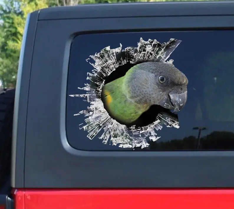 

Senegal Parrot , brocken window car decal, Senegal Parrot decal