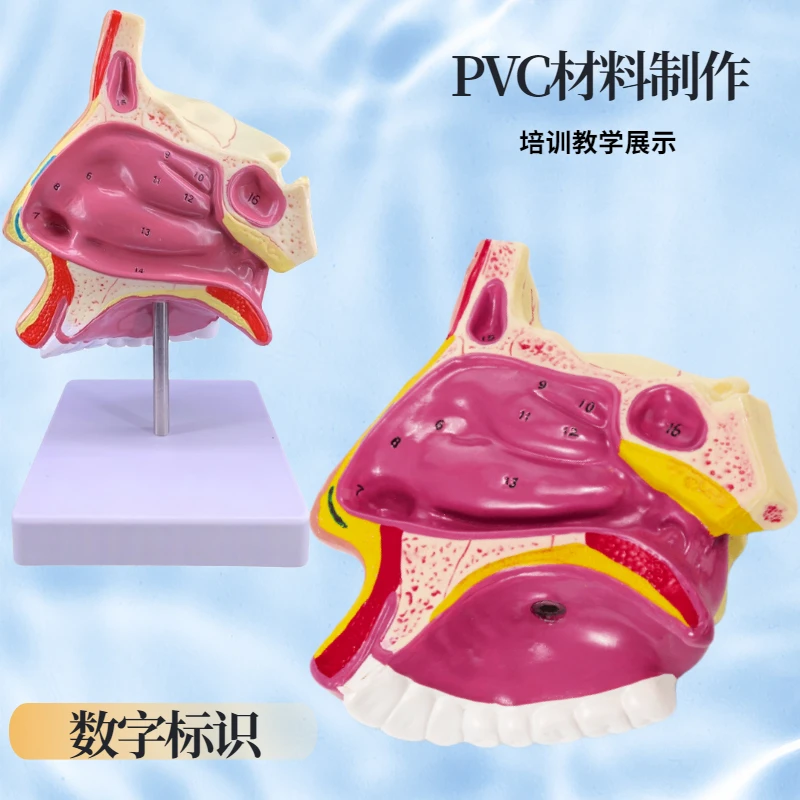 Анатомическая модель отоларингологии носовой полости человека анатомическая