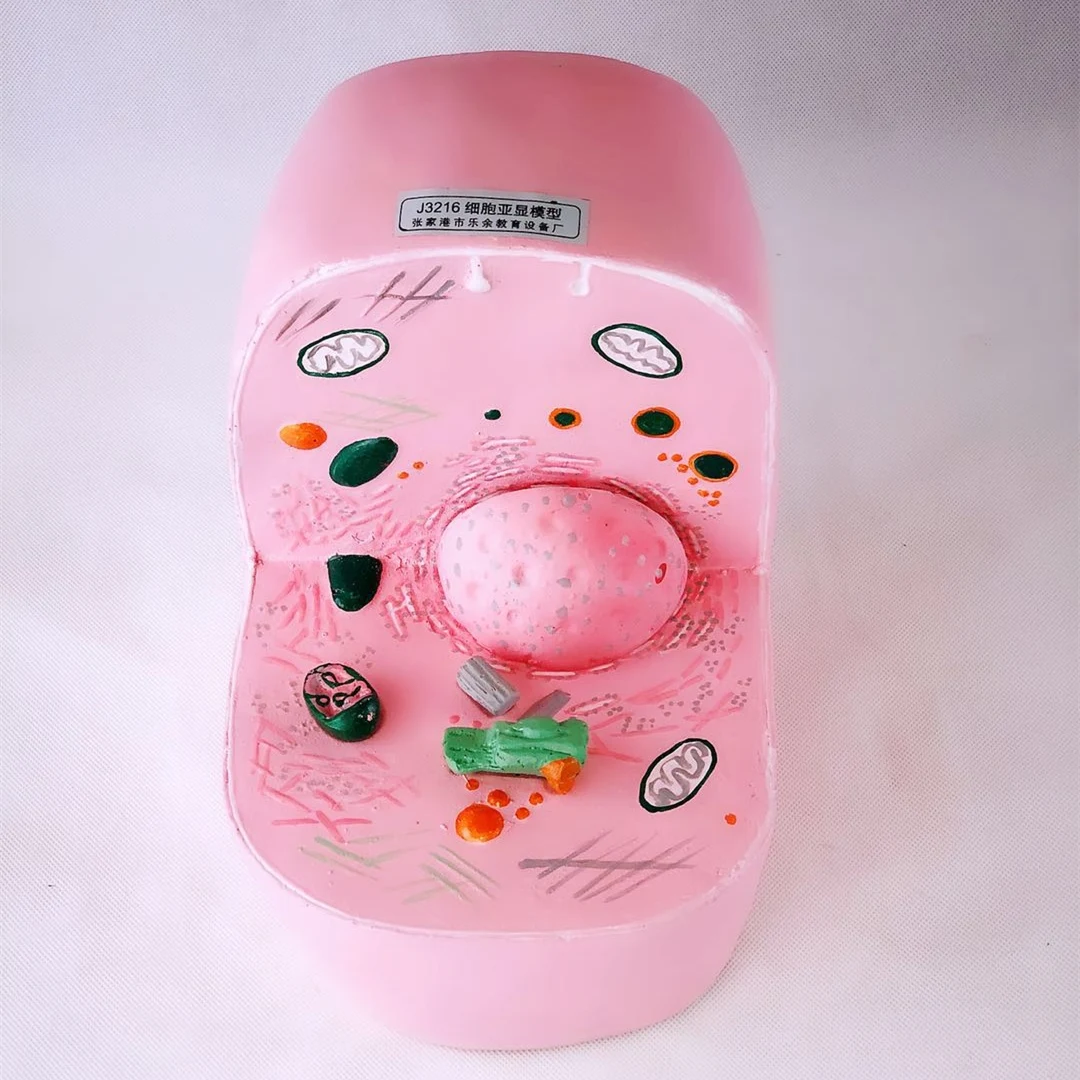 4D модель анатомического скелета животных мерная игрушка научное учебное