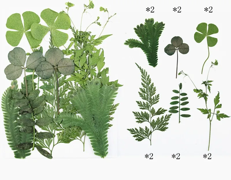 12pcs/bag Nature Pressed green leaves petals Real plant for DIY Art Craft Bookmark Wedding invitation Gift card Decoration | Дом и сад