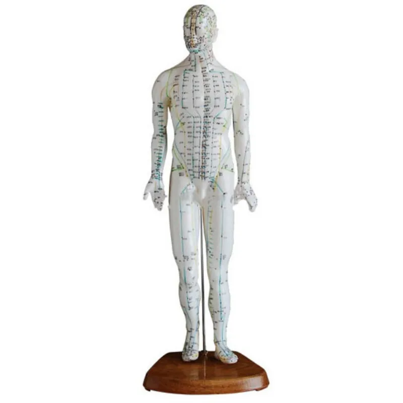 

Male 50 CM Human Body Traditional Chinese Medicine Acupuncture Model BIX-Y1007