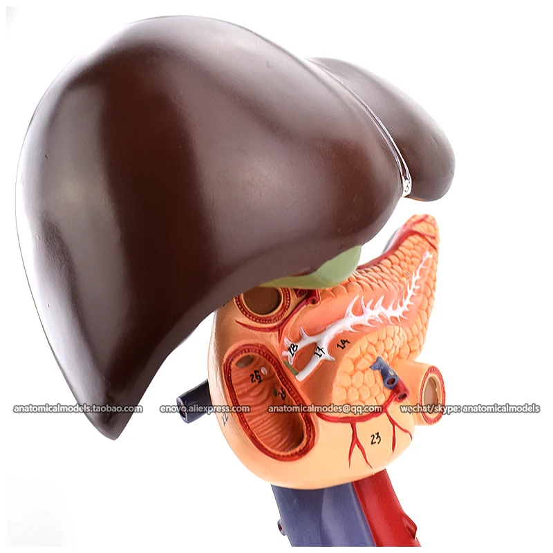 13019/анатомическая модель разложения duodenum | Канцтовары для офиса и дома