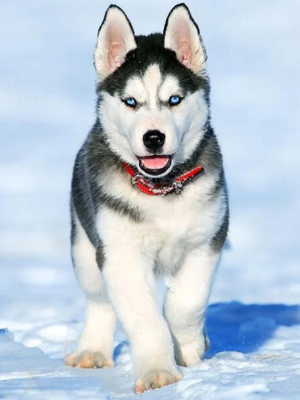 7 5d Животные Собака серия Diy Алмазная картина Huskies Алмазная вышивка Собаки Полный Круглый Diy Алмазная мозаика наклейки на стену рукоделие - Цвет: 7