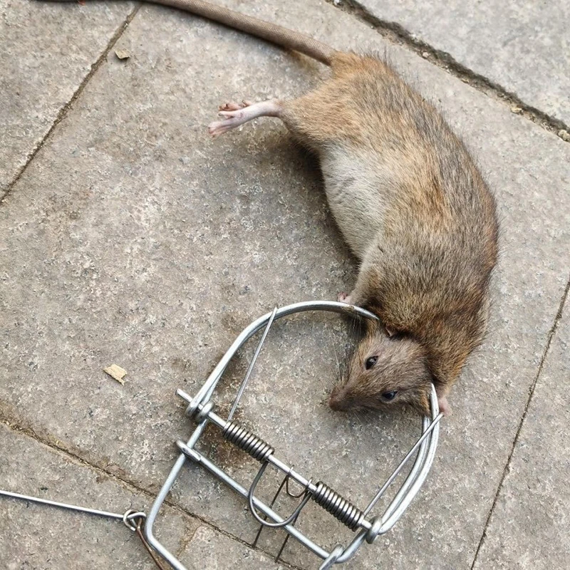 

Big mouse trap, weasel catch，catch spring trapt，mous trap，Rodent cage，Mole repeller，Rat trap，armadilha para roedores
