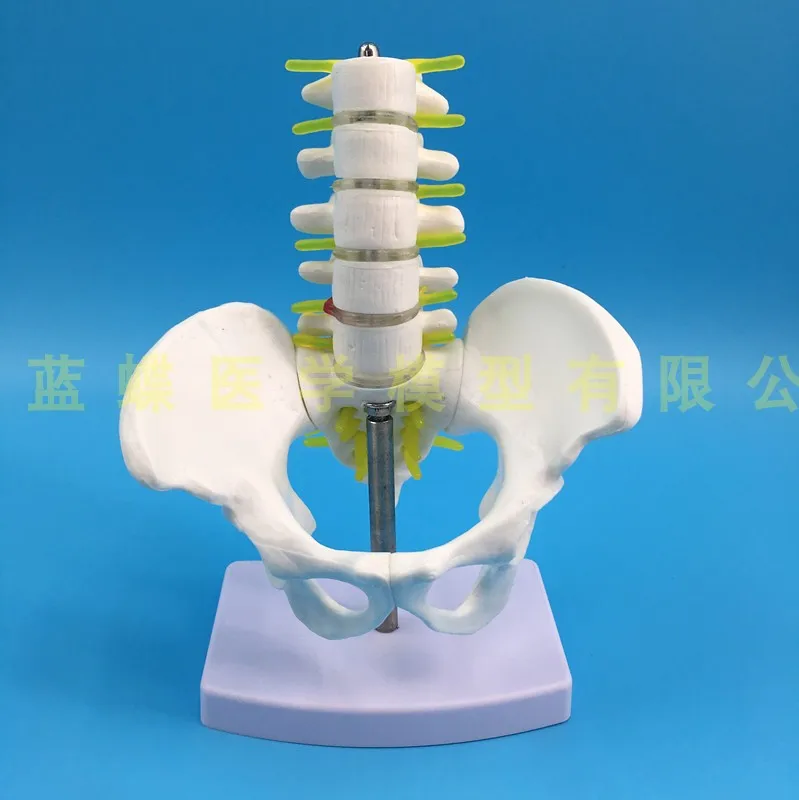 Мини Мужской анатомический таз с пятью секциями поясничная модель позвонков