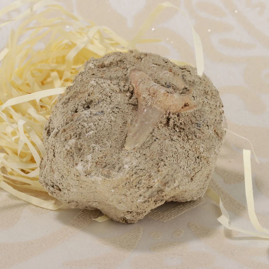 Коллекция минералов Rock образец Зубов Акулы развивающая научная игрушка | Игрушки