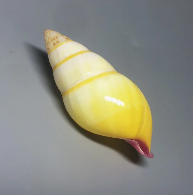 

Natural shells, conch, selected best collections, hermit crab replacement shell ornaments, aquarium snail shell