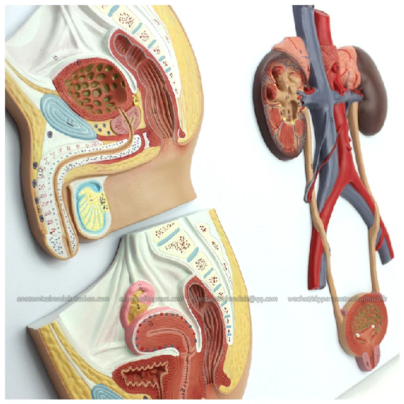 12437/модель висячей анатомии мужской женской мочеполовой системы образовательные