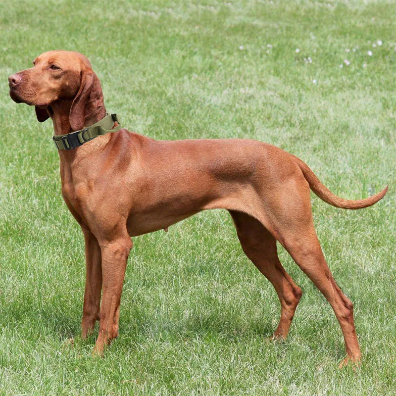 Регулируемый военный тактический собачий ошейник со шлейфом средней длины для