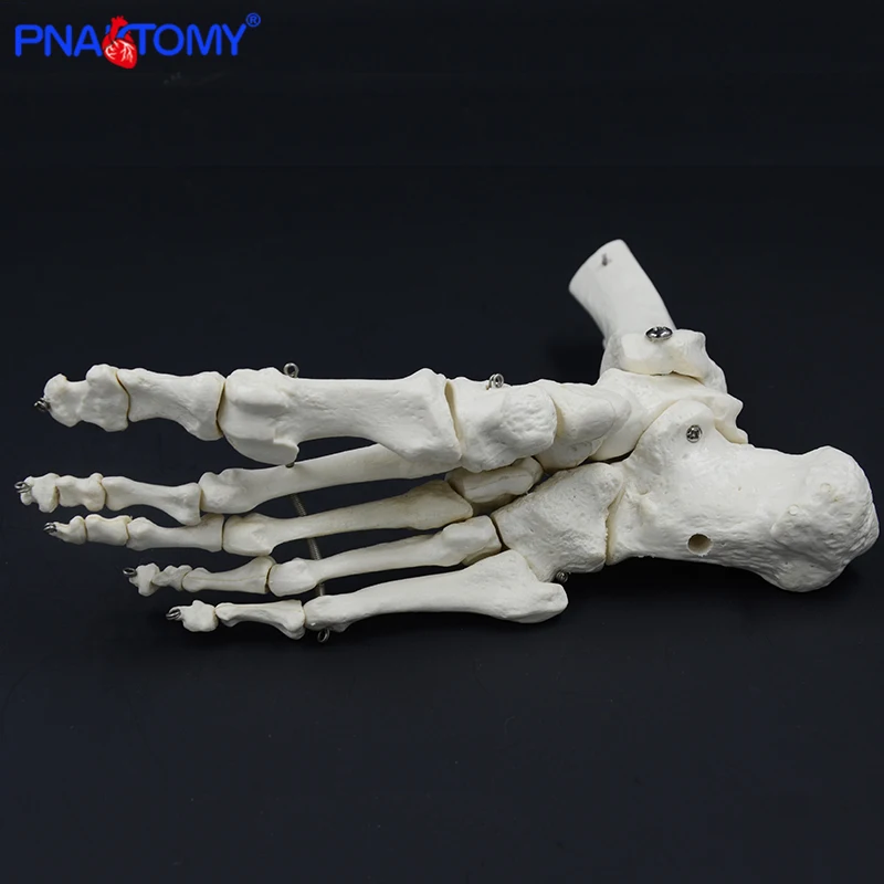 

Life Size Joints and Bones of Foot Anatomy Human Foot and Ankle Model Medical Gift Skeleton Tibia and Fibula Bone 1:1 PNATOMY