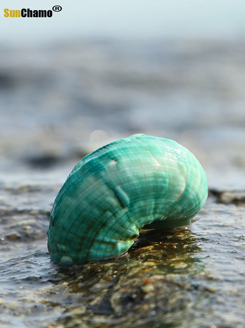 Ракушка из натуральной раковины для рыб-отшельников особые украшения аквариума