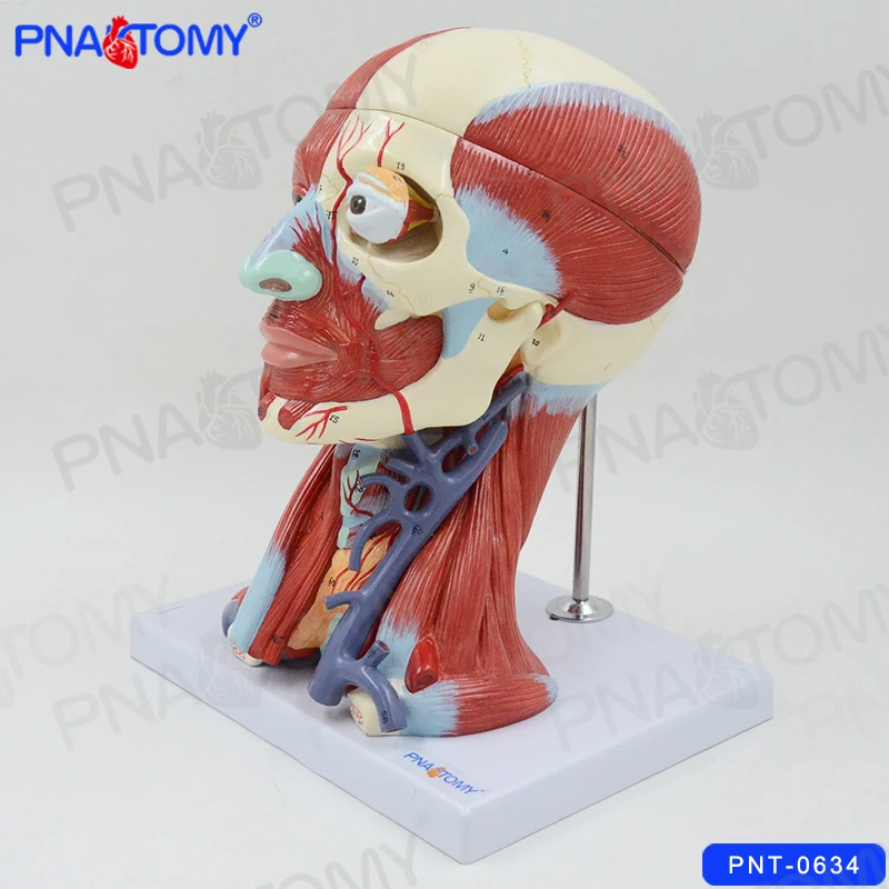 

Human Head Anatomical Model Skull Muscles and Brain Anatomy Blood Vessel Neck Medical Teaching Tool College Demonstration