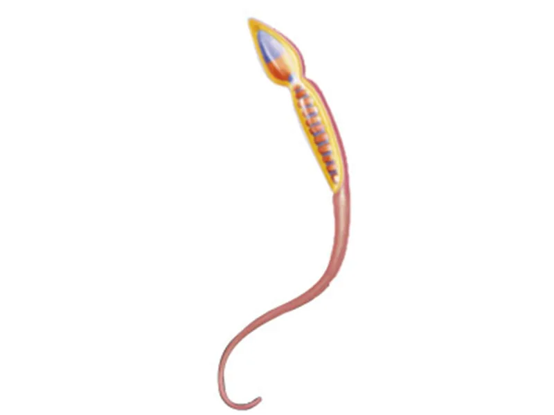 1:1 Мужская репродуктивная система анатомия 4D мастер-головоломка сборные игрушки