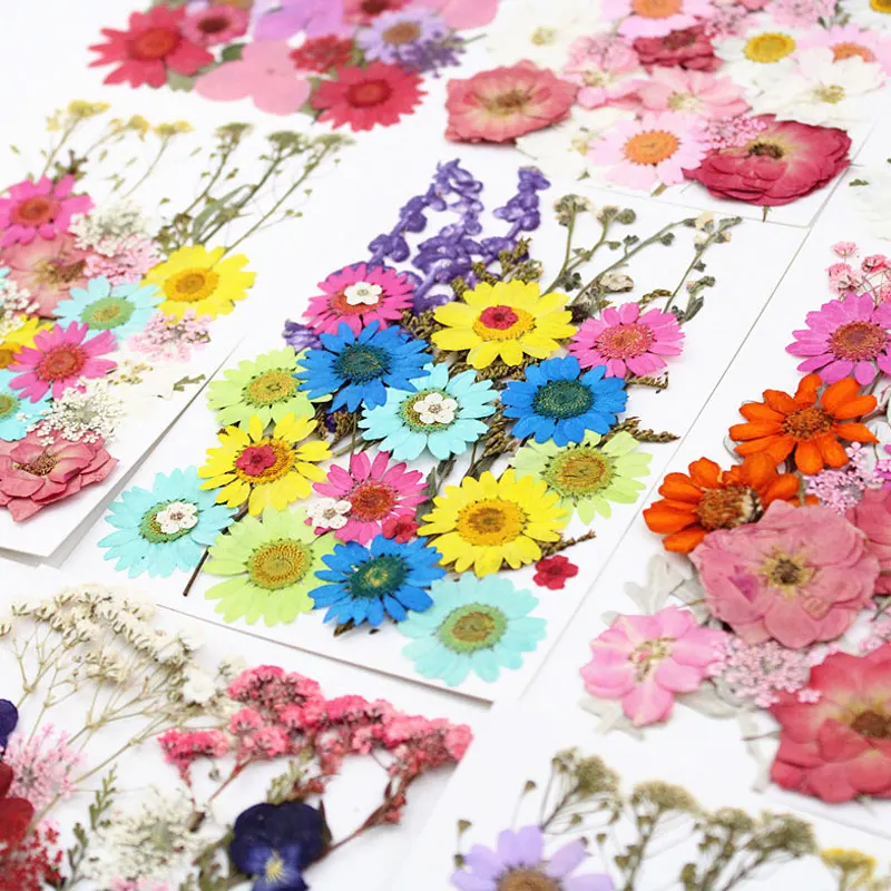 

Natural Dried Flowers Collection Arrangements For Glass Cup Decoration Wholesales 4 Bags