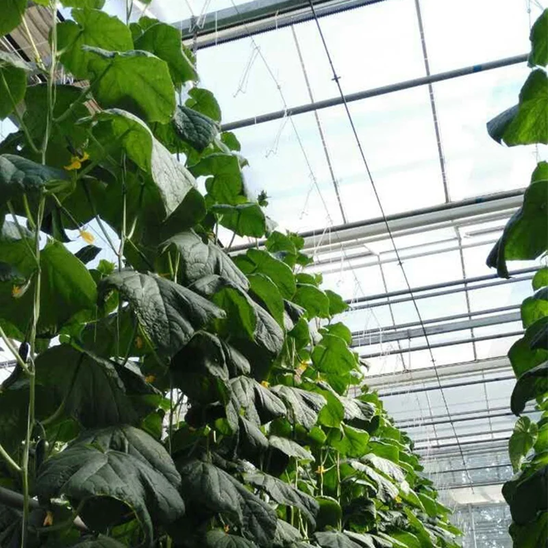 

Plant Vegetable Hook Plant Growth Puller Hook Tomato Support Clips Vegetable Support Prevent Tomatoe From Pinching