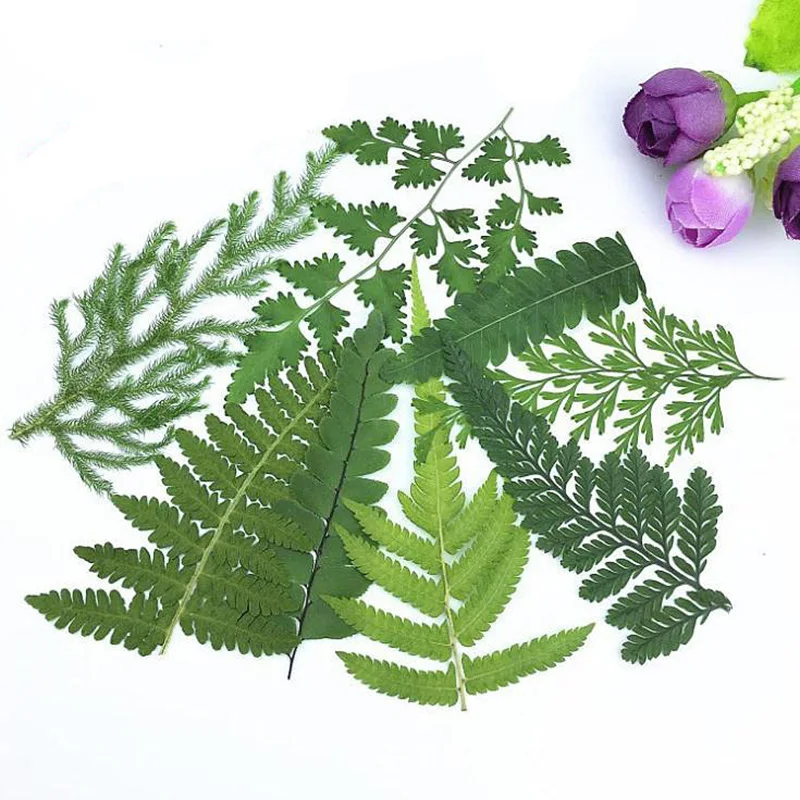

60pcs 5-12cm Pressed Dried Green Leaf Leaves Plants Herbarium For Jewelry Bookmark Postcard Phone Case Invitation Card DIY