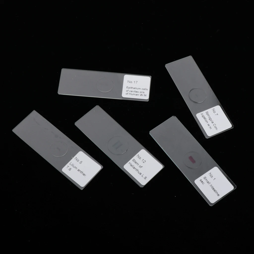 

Microscope Slide Box - Wooden Slide Storage Box, Holds 25 Slides for Use In Biological Education