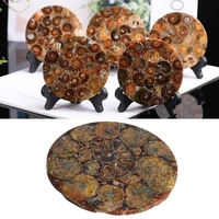 natural ammonite disc fossil slice madagascar conch fossil watch specimen healing ore home decor feng shui collection ornaments