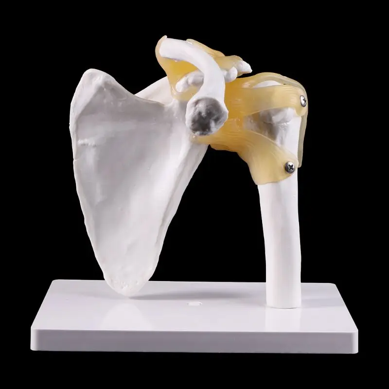 Functional Anatomical Life Size Human Anatomy Skeleton Shoulder Joint Bone Muscle Model For Teaching Study Tool | Канцтовары для