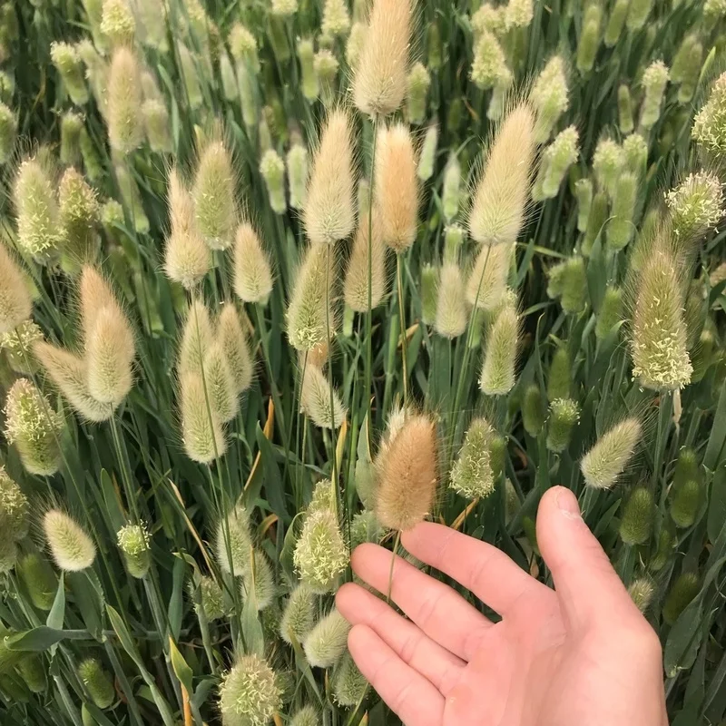 

60Pcs Pampas Grass Artificial Flowers Kunstbloemen High Quality Christmas Autumn Decoration Natural Dried Flower Wedding Flowers