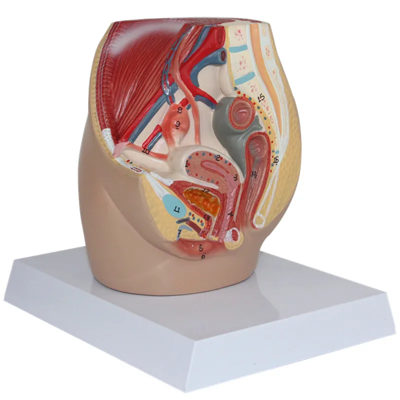 human Female genital model female pelvic incision vaginal uterus attachment 16.5*12.5*15cm PVC material