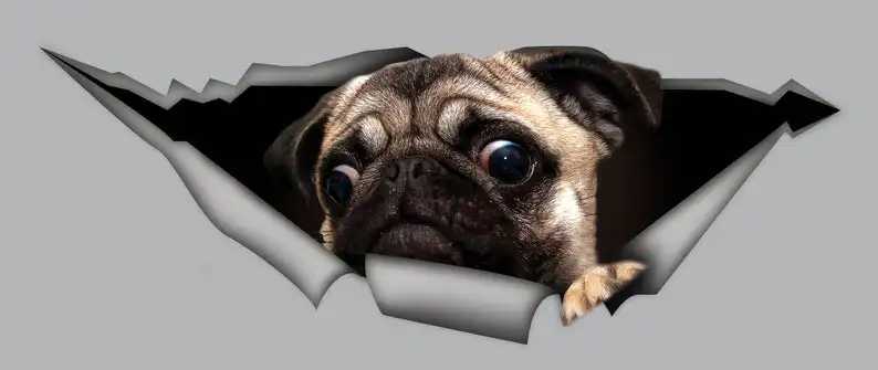 

2021 Funny car decal pug, pet decal, pug sticker