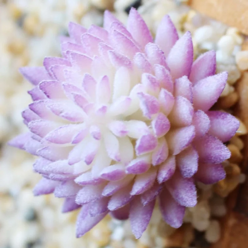 Искусственные реалистичные суккуленты цветок украшение для дома садовое