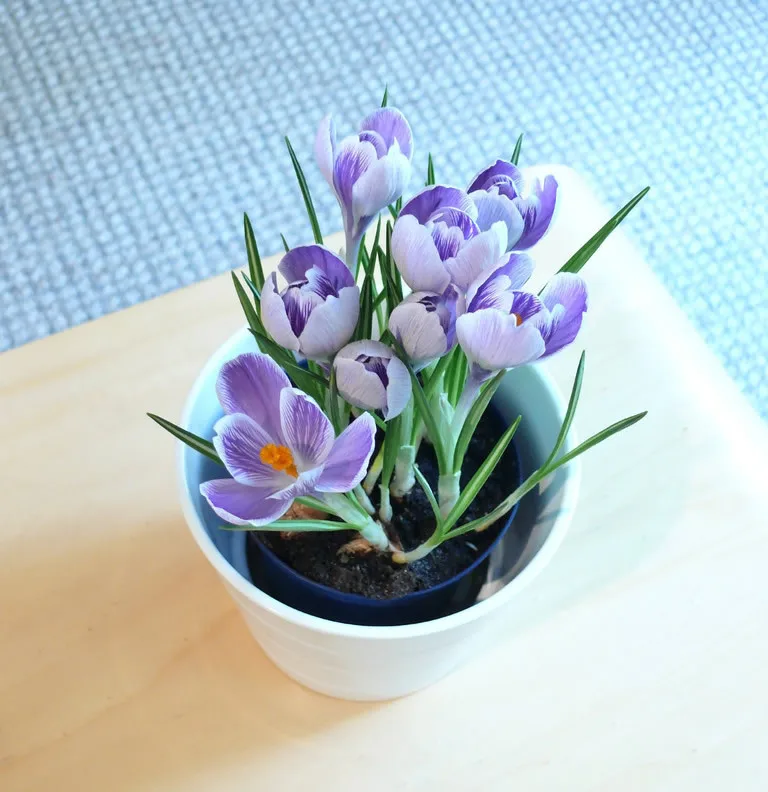 Крокус sativus Цветочные растения-50 шт домашний сад бонсай DIY растение Semillas de flores цветы Plantas фиолетовый белый