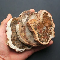 natural fossils wood quartz stone crystal slice 1pc
