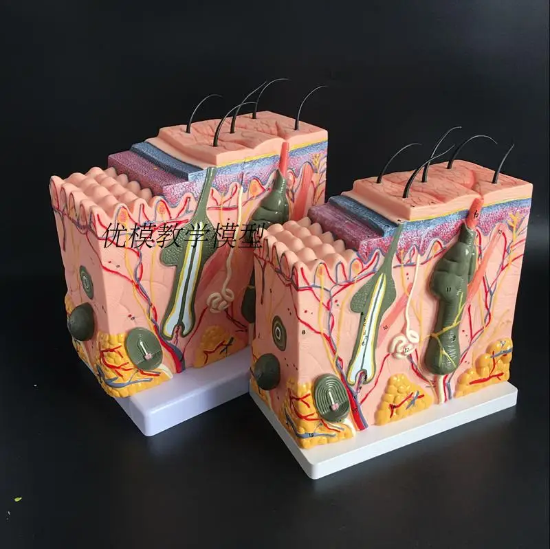 Структура человеческой кожи и волос увеличенная модель структура слоя