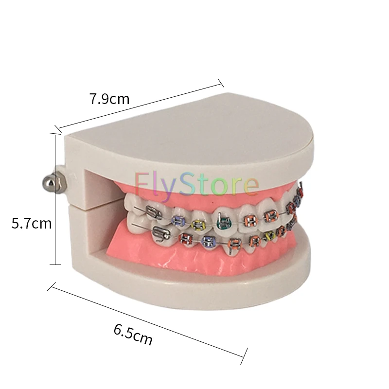 1 шт. Стоматологическая Ортодонтическая модель зуба с Орто-металлическим