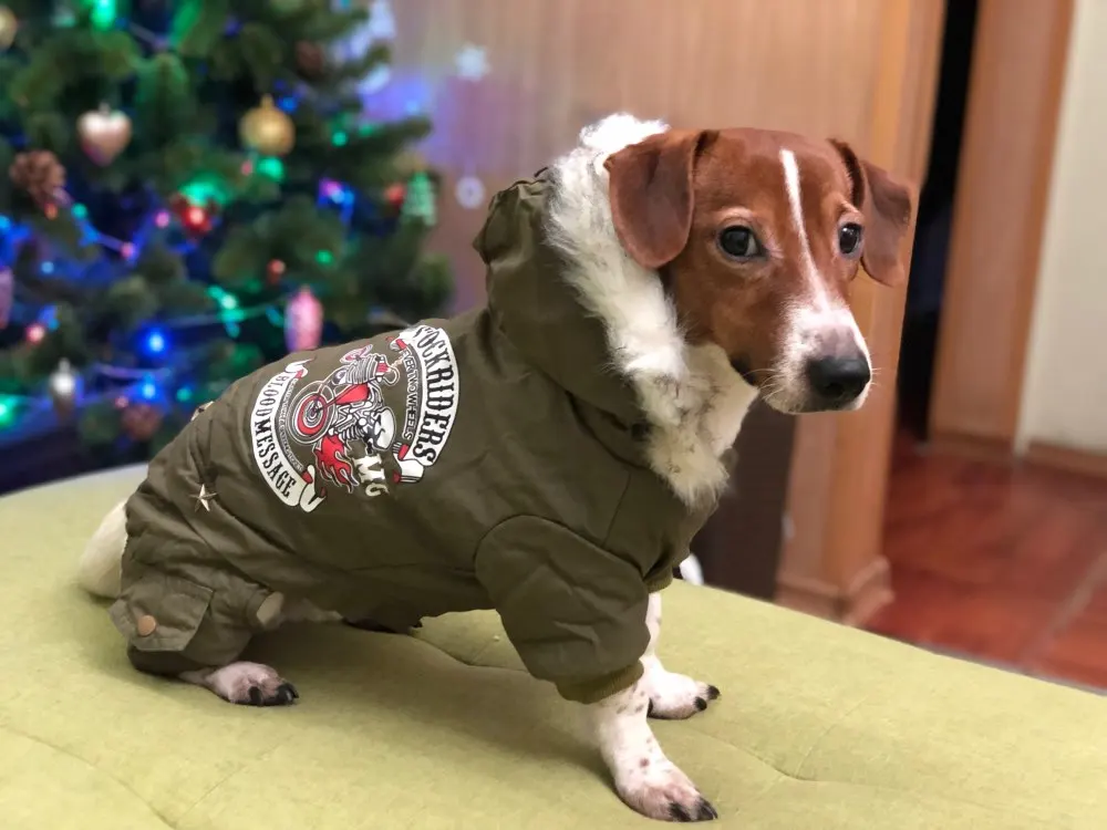 Одежда для собак, зимняя теплая одежда для собак, зеленое пальто, комбинезон, утолщенная Одежда для питомцев, для Йоркшира, плюшевые собаки костюм Одежда для щенков, куртки