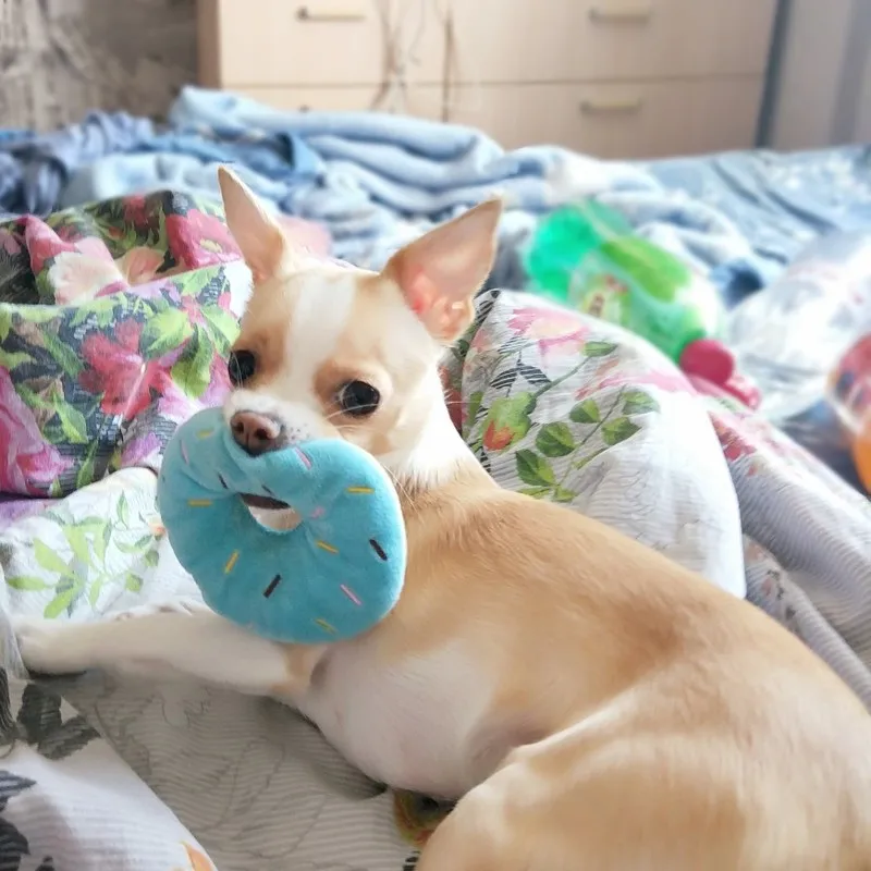 Мягкая собака пончики плюшевая игрушки для жевательная игрушка собак милый