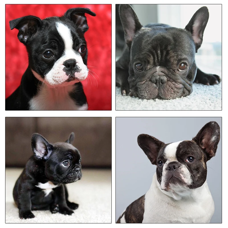 5D Diy полная дрель алмазная живопись красочные Черный Бульдог животное вышивка