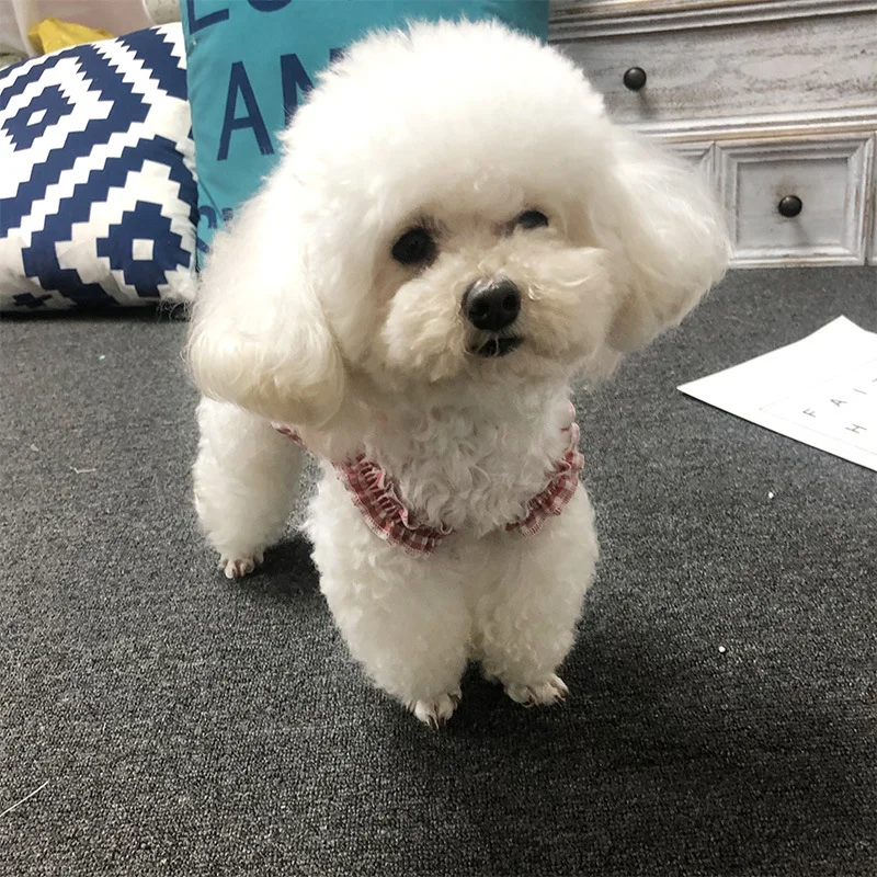 Одежда для домашних животных БЮСТ ТЕДДИ сезон весна лето одежда с принтом в виде