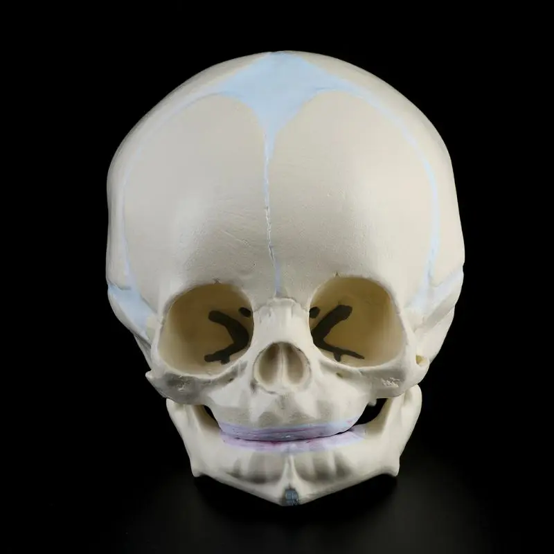 1: 1 Human Fetal Baby Infant Medical Skull Anatomical Skeleton Model Teaching Supplies for Science Dropshipping | Канцтовары для