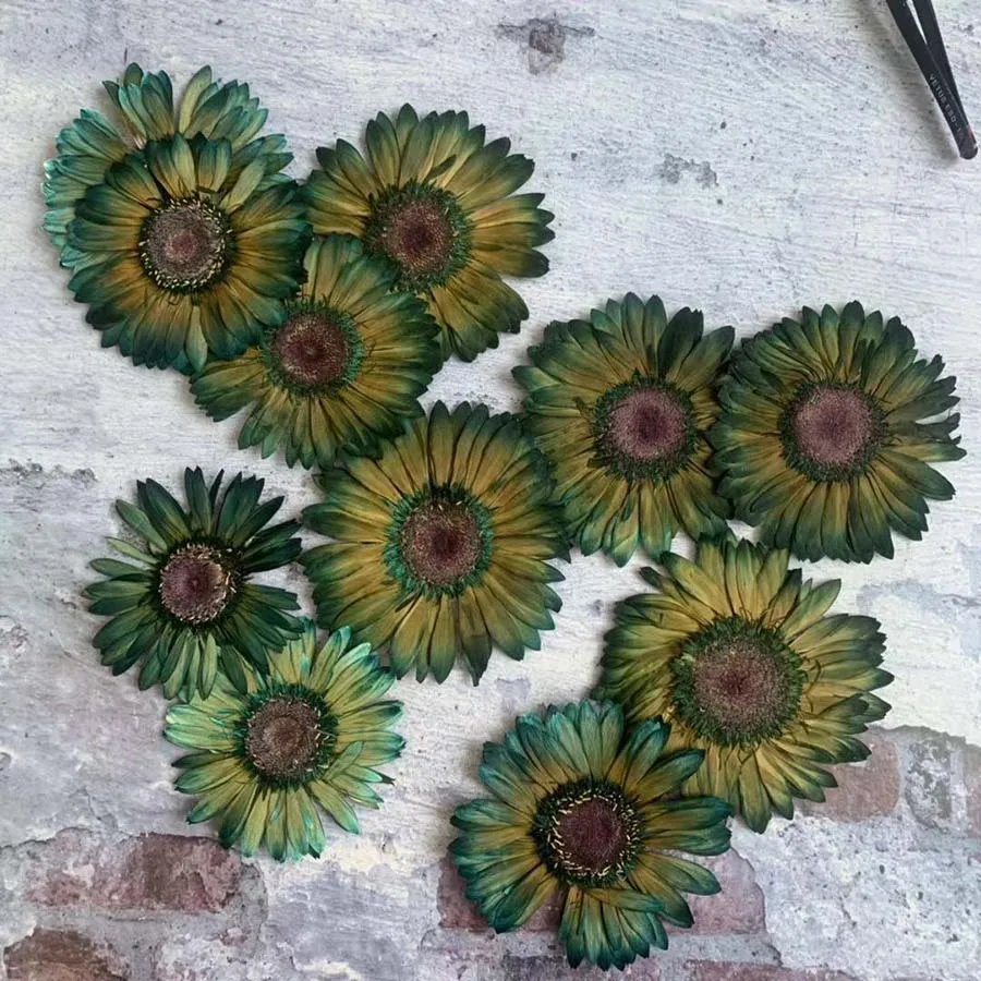 

6pcs Pressed Dried Absorpt Green Gerbera Jamesonii Bolus Flower Plant Herbarium For Jewelry Phone Case Bookmark Photo Frame DIY