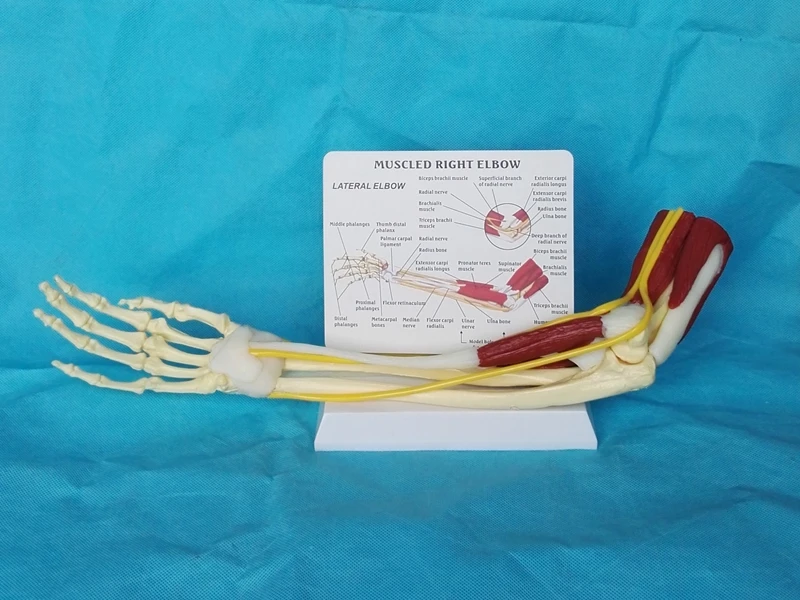1:1 Life Size Anatomy Limb Muscle Arm Joint Ligament Function Model Bone Skeleton Medical Teaching Human Skeleton Toy