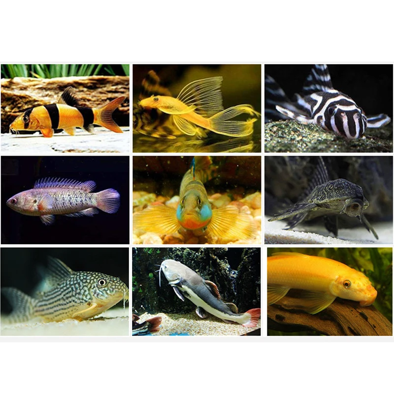 500 мл аквариумные бентические рыбки Pleco с несколькими вафлями всасывающий корм