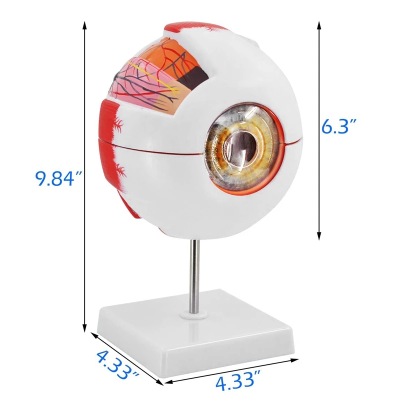 

6 Times Magnification Eyeball Model Eye Anatomical Model for Teaching Students to Learn Detachable Assembly
