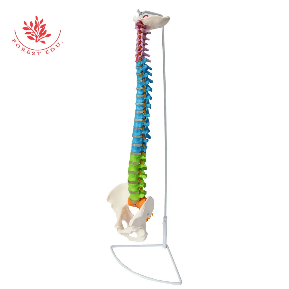 Модель анатомии человеческого гибкого позвоночника из ПВХ материала размером 85 см с различными цветами и двумя бедренными костями для обучения.