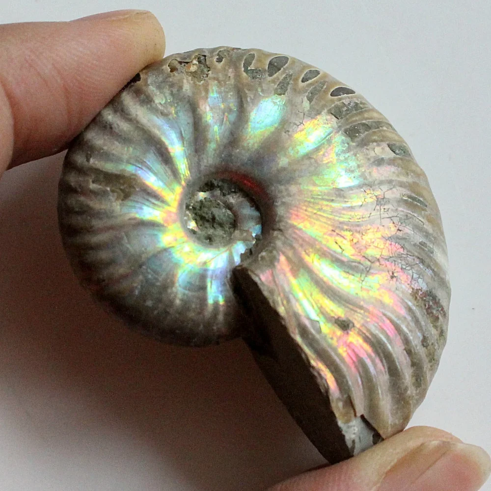 1 шт Immemorial аммония Fossil Shell Красочные shell коллекция минеральных образцов|Камни| |