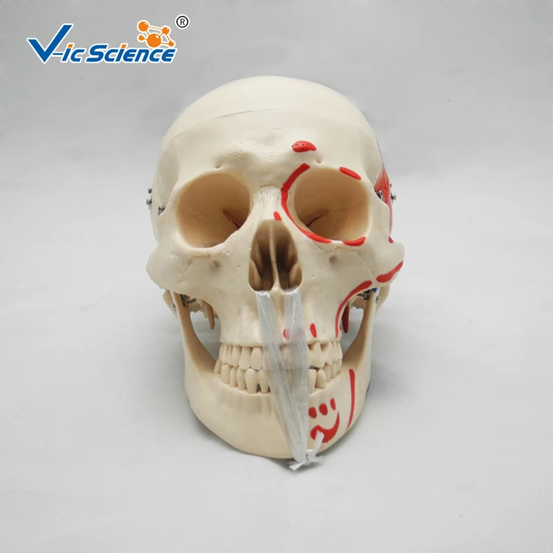 High Quality Life-Size Skeleton Skull with Painted Muscles | Канцтовары для офиса и дома