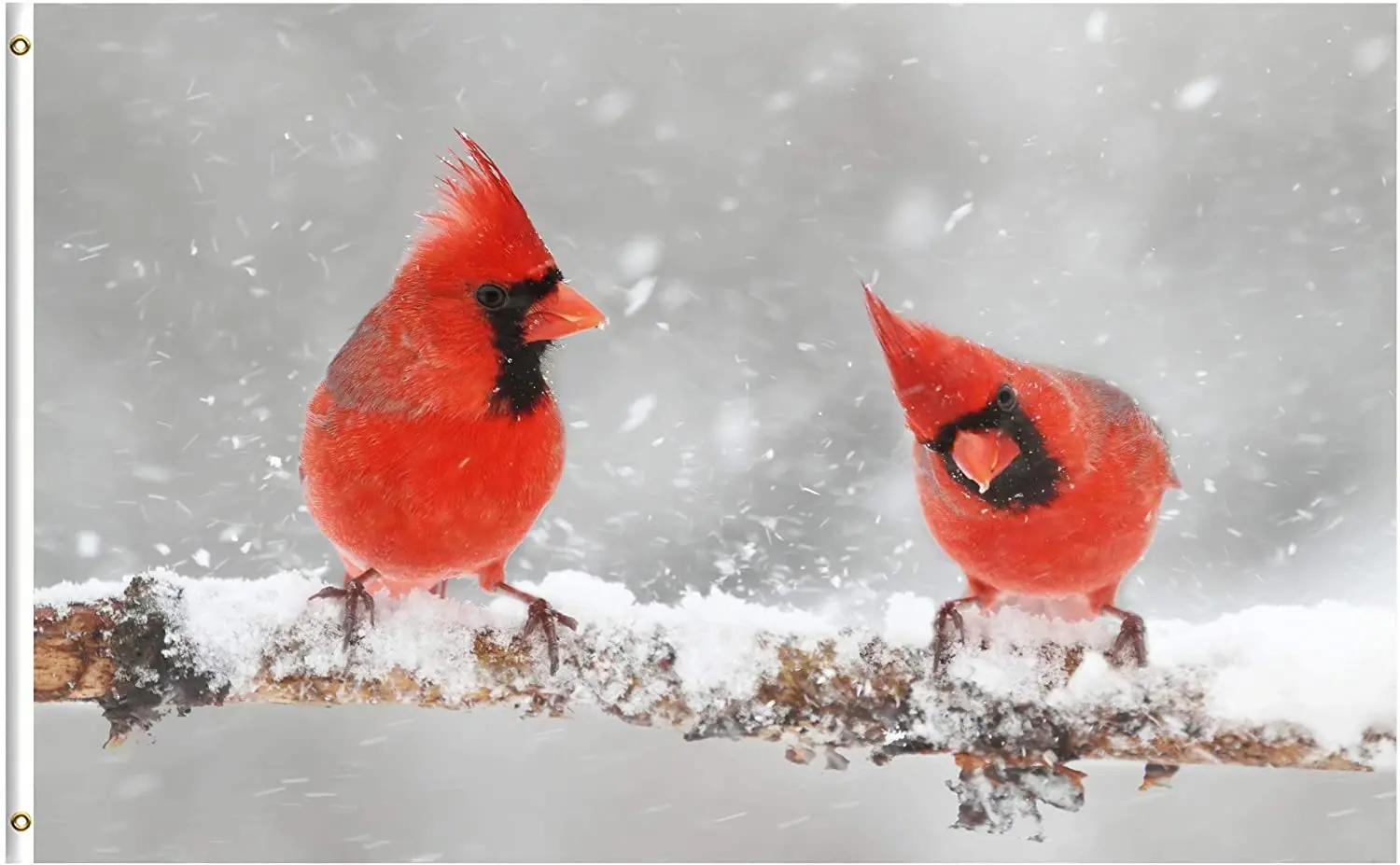 Два кардинала рождественские птицы на зиму Снежная елка дикая природа животные