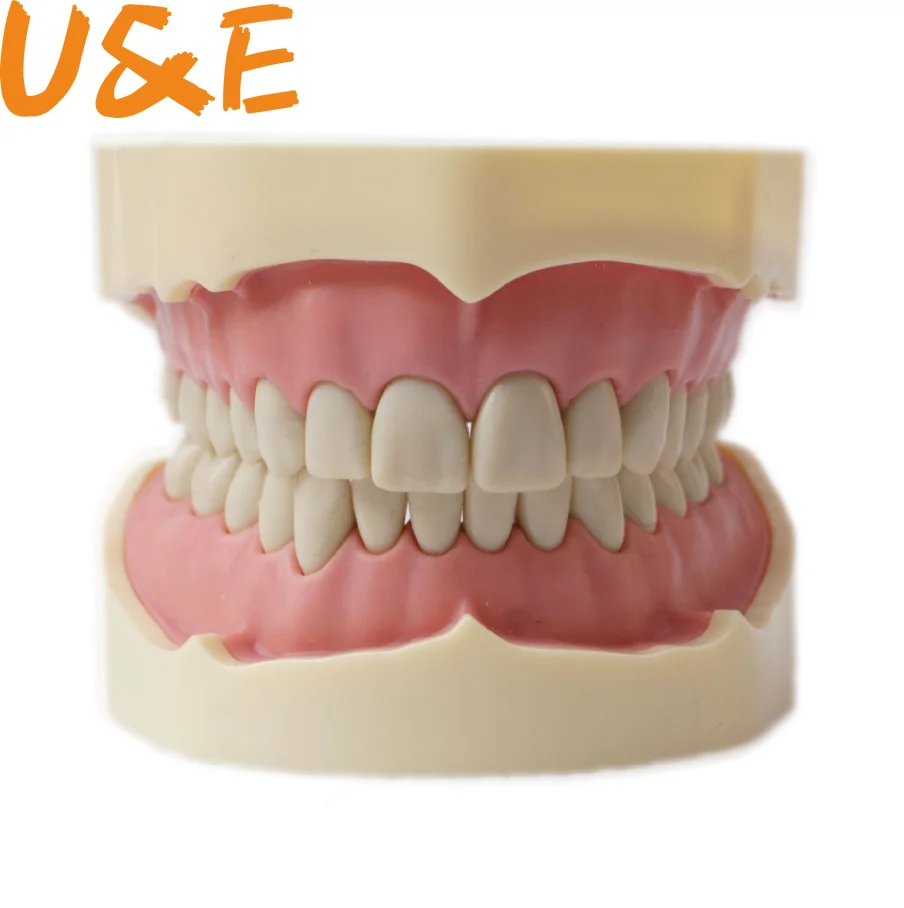 

human medical science imitate frasaco dental teeth model 32 28