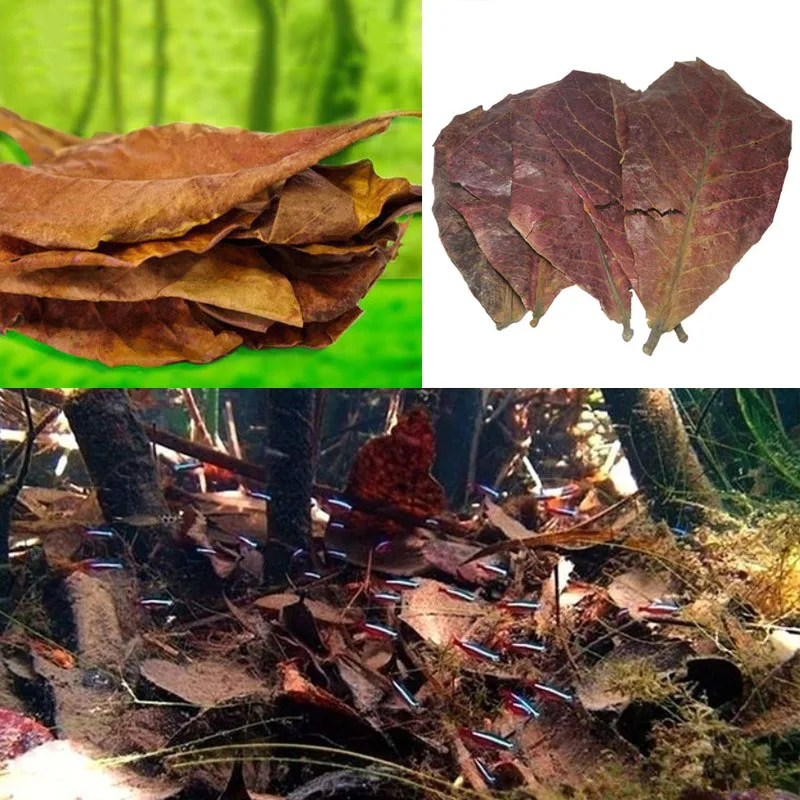 Аквариумный фильтр Terminalia Catappa Foetida с листьями миндальными для очистки рыб 10 шт.