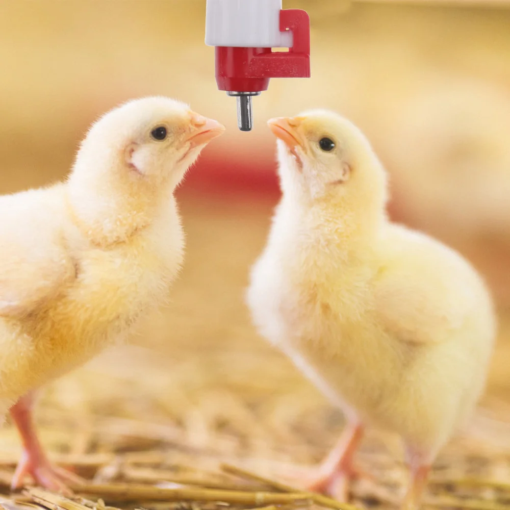 

5 Sets Automatic Poultry Water Dispensers Poultry Water Bowls Containers