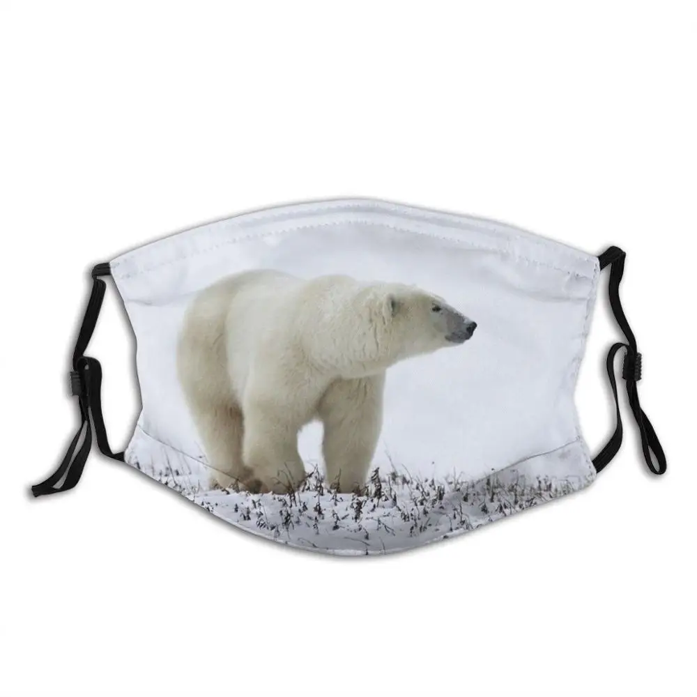 

Полярный медведь на Prowl. Черчилль, Канада, модные маски, белые медведи, белый снег, лед, угрожающие опасности